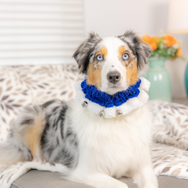 Huxley & Kent Ruff Pet Scrunchy | Hanukkah (Large) |
