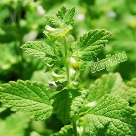 Fairy7Seas Lemon Balm Seeds - Melissa officinalis - Honey Plant Herb - 100 Seeds
