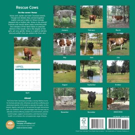2025 Rescue Cows Monthly Wall Calendar by Bright Day, 12 x 12 Inch