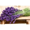 Lavender Provance Lavandula Seeds for Planting Herb Garden About 100