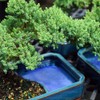 Brussel's Bonsai Live Green Mound Juniper Bonsai Tree - Medium,
