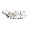 OWLIAN Ankle Skeleton Model, Ankle Freely Movable, Supervised by X-ray