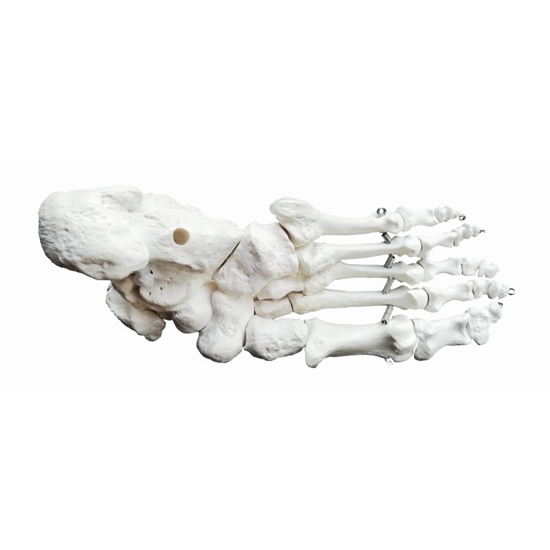 OWLIAN Ankle Skeleton Model, Ankle Freely Movable, Supervised by X-ray