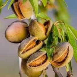5pcs Fresh Almond Tree Seeds, Premium Heirloom Variety for Planting, Fast-Growing Nut Tree for Home Garden, Orchard, Backyard Farming, Easy to Grow Edible Tree Seeds for Outdoor Cultivation
