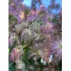 mimosa Dried Silk Mimosa Tree Pink Flowers Leafs Tea Tincture