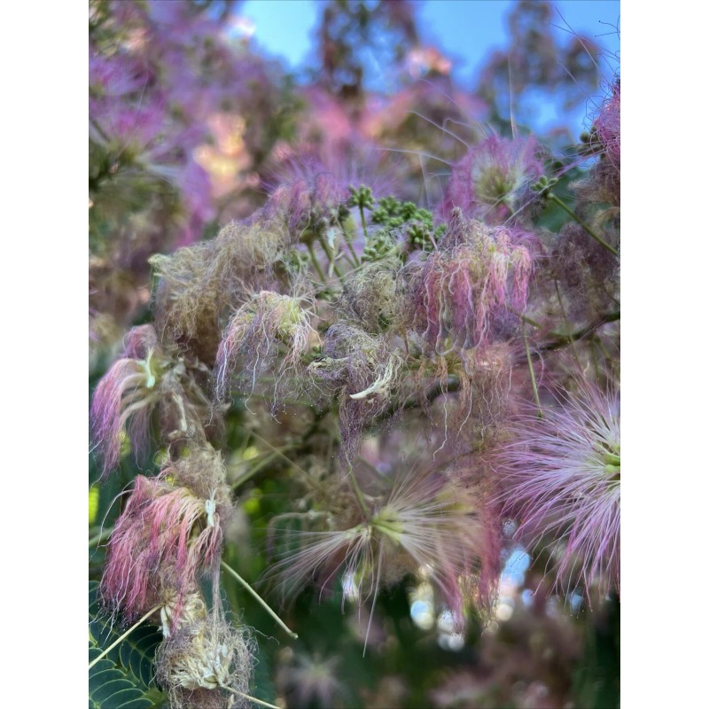 mimosa Dried Silk Mimosa Tree Pink Flowers Leafs Tea Tincture
