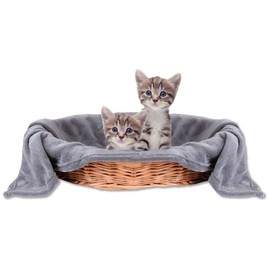 Bestlivings Pet Blanket, Cat Blanket, Cuddly Blanket, Comfortable and Super Soft, Available in Many (60 x 80 cm, Stone Grey - Anthracite)
