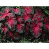 Caladium Red Flash,(10 Bulbs) Thrives in Heat and Humidity, Elephant