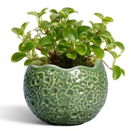 Thirtypot Ceramic Plant Pots - 4 inch Plant Pot with Drainage Hole, Small Pots for Plants Indoor Outdoor, Unique Round Planter, Modern Decorative Flower Pot, Room Decor, House Warming Gifts, Green