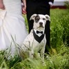 Dog Tuxedo Bandana, Dogs Wedding Party Suit Adjustable Dog Bowtie