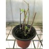 Goji Berry Plant 5 Cuttings With Pot Live Plant Ready