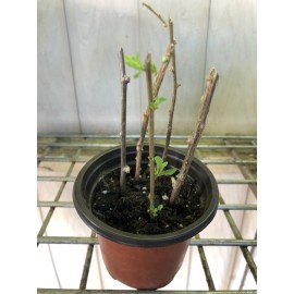 Goji Berry Plant 5 Cuttings With Pot Live Plant Ready To Plant