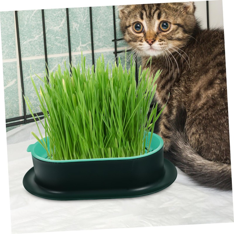 Levemolo 5Pcs Soilless Cat Grass Planter Set Hydroponic Catnip Box