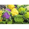 Colorful Cauliflower Mix of 5 Varieties Seeds for Planting Around
