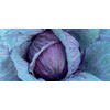 Viridis Hortus - Cabbage Red Drumhead (400) (1.33g's) Vegetable Seeds