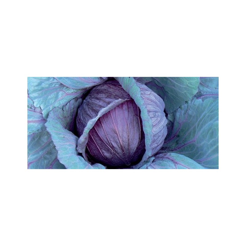 Viridis Hortus - Cabbage Red Drumhead (400) (1.33g's) Vegetable Seeds