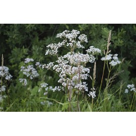 Gemlite ANISE Fragrance Concentrate from Gemlite, 1 lb (500 ml) bottle. Combine shipping