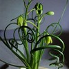 200PCS/BAG Green Succulents for DIY Bonsai and Potted Flowers -