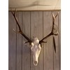 Hi Flame Skull Hook Trophy Mount Perfect Kit for Hanging