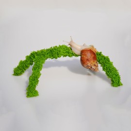 Jinymral 6 Inch Pet Snail Climbing Toys, Ideal Snail Terrarium Accessories