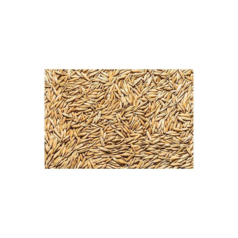 Thunder Acres Non GMO, Certified Organic, Oat seed (1/2 lb.)