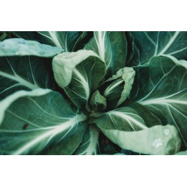 Portuguese Kale (Tronchuda Kale) - 100 Seeds - Heirloom Kale Variety, Exceptionally Tender Leaves, Non-GMO, Heirloom Kale Seeds for Planting in The Home Garden, Thresh Seed Company