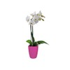 elho Brussels Orchid High 12.5 - Flower Pot for Indoor