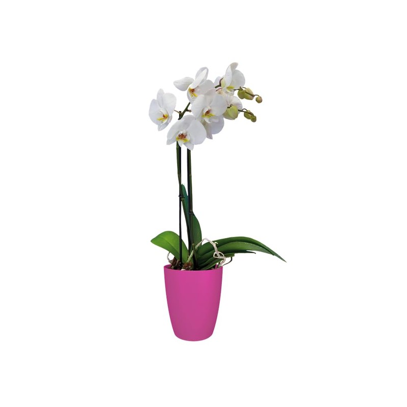 elho Brussels Orchid High 12.5 - Flower Pot for Indoor