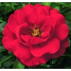 Live Plant from Green Promise Farms Flower Carpet Roses ROSA