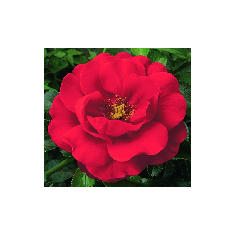 Live Plant from Green Promise Farms Flower Carpet Roses ROSA