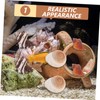 BESPORTBLE Sturdy Hermit Crab Shell Aquarium Ornament 9pcs Pack of