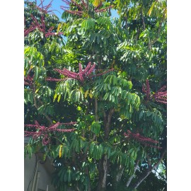 Unbranded Umbrella Tree  Schefflera actinophylla