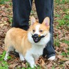 Mayerzon Dog Muzzle with Adjustable Strap to Prevent Biting Fierce