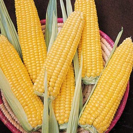 NIKA SEEDS - Seeds Vegetable Sweet Sugar Corn Yellow - 25 Seeds
