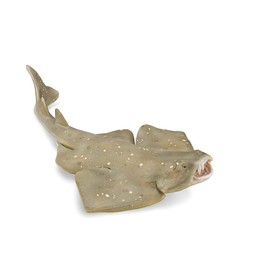 CollectA Angel Shark - Realistic Shark Toy, Sea Animal Toys For Kids, Animal Figures, Animal Toys, Ideal For Imaginary Play, 3 Years +