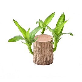 Brazilian Wood Plant Brazilian Lucky Wood Plant Indoor Office Desktop Planter