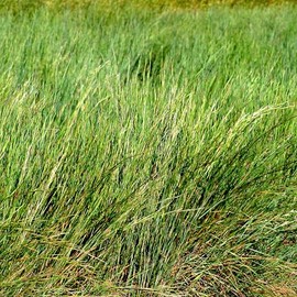 TnT Seed Company Little Bluestem Native Grass Seed, Warm Season, Drought Resistant, Long-Lived Native Prairie Grass Seed, Ideal for Erosion Control, Ornamental Landscaping & Wildlife Gardens, 1 lb Bag