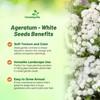 Outsidepride White Ageratum Seeds - 5000 Pcs Annual Flower Seeds