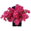 wardbum Pack of 20 - Artificial Bougainvillea Flower Stems Silk