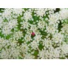 Health Embassy Lady's Bedstraw Tea (Galium Verum) (50g)