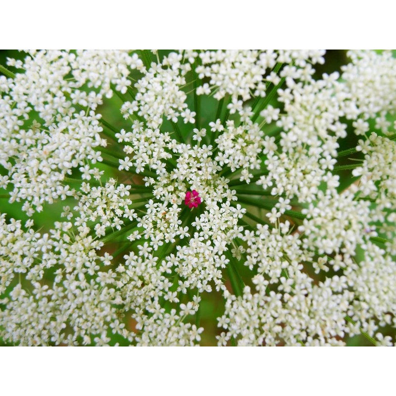 Health Embassy Lady's Bedstraw Tea (Galium Verum) (50g)