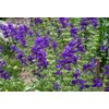 Earthcare Seeds Clary Sage Blue Monday 500 Seeds (Salvia horminum)