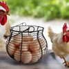 LINCOUNTRY. Farmhouse Wire Egg Baskets for Gathering Fresh Egg With