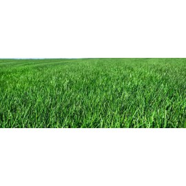 Kentucky 31 Tall Fescue Grass Turf Seed Heat Drought Wear Tolerant Many Sizes - 5 Pounds