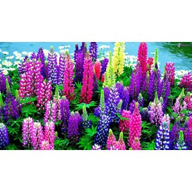 KIRA SEEDS - Seeds Dwarf Lupin Mix - Perennial Flowers for Planting - GMO Free