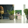 Miracle-Gro Houseplant Potting Mix - Fertilized Soil, Designed to be