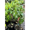 Unbranded Lychee tree Mauritius air layered 3ft tree.