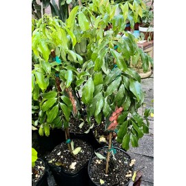 Unbranded Lychee tree Mauritius air layered 3ft tree.