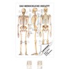 Sport-Tec The Human Skeleton Mini Poster Anatomy 34 x 24