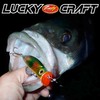 Lucky Craft Surface Wonder 60 (1512 Cherry Candy Pearl, 60mm)